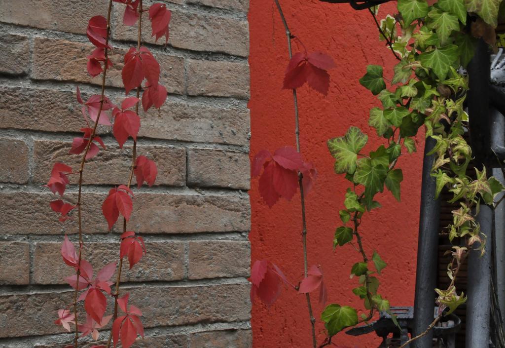 B&B Edera Castagnole Piemonte Dış mekan fotoğraf